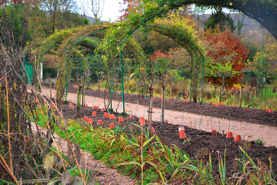 Novembre au jardin…