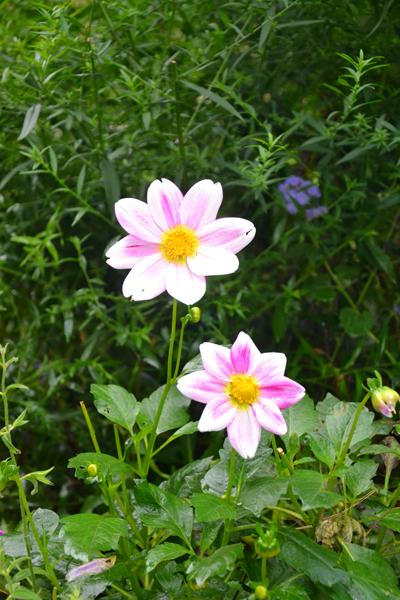 Les cosmos, fleurs reines de l’univers ?