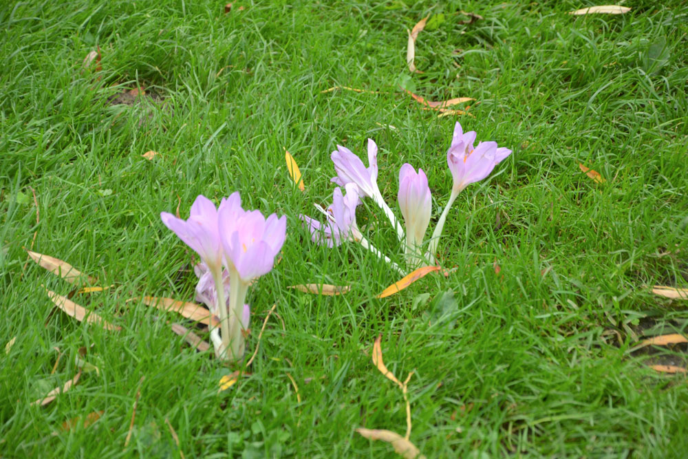 Octobre au jardin…