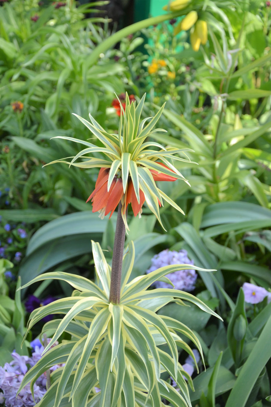 UNE FLEUR SOUVERAINE !