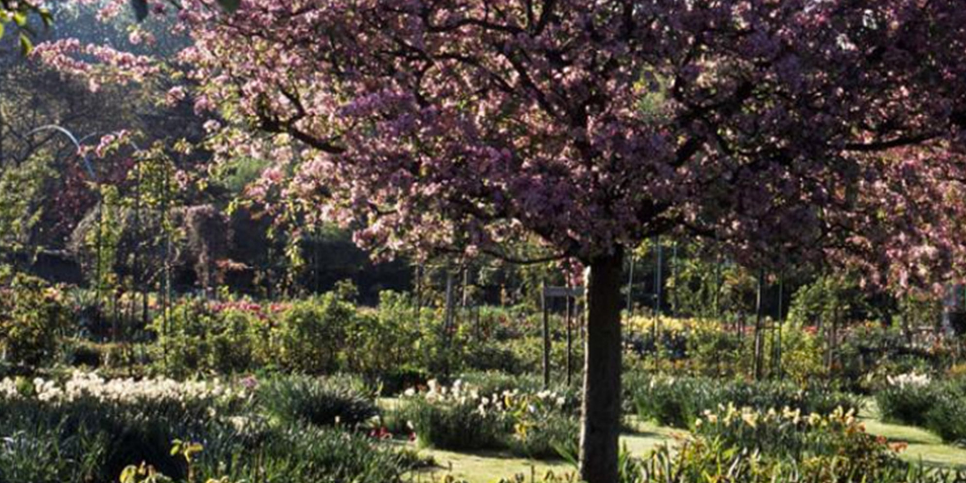 Les arbres de Giverny